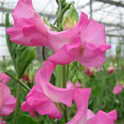 Sweet Pea Wint.S'shine Rose