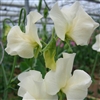 Sweet Pea Wint.S'shine Cream