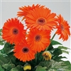 Gerbera Royal Prince Orange_disc