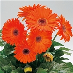 Gerbera Royal Prince Orange