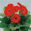 Gerbera Royal Prince Red_disc