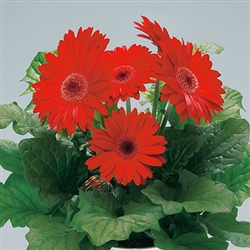 Gerbera Royal Prince Red_disc