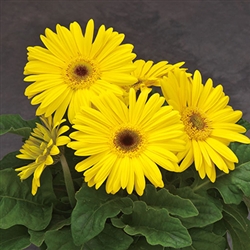 Gerbera Royal Prince Yellow_disc