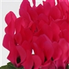 Cyclamen Picola Dp Rose