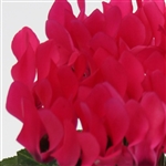 Cyclamen Picola Dp Rose