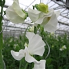 Sweet Pea Spring S'shine White