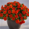 Impatiens LollipopPlus Orange