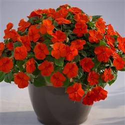 Impatiens LollipopPlus Orange