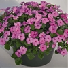 Impatiens LollipopPlus Pink