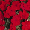 Impatiens LollipopPlus Red