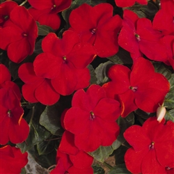 Impatiens LollipopPlus Red