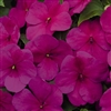 Impatiens LollipopPlus Violet