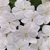 Impatiens LollipopPlus White