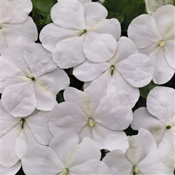 Impatiens LollipopPlus White