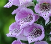 Digitalis Carousel Lavender