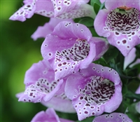 Digitalis Carousel Lavender