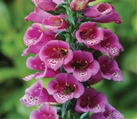 Digitalis Carousel Purple