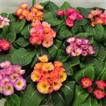 Primula Sunburst Mix