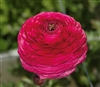 Ranunculus Elegance Hot Pink