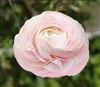 Ranunculus Elegance Pastel