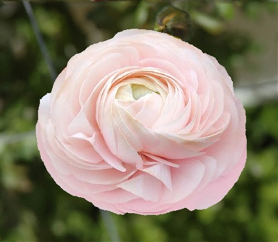 Ranunculus Elegance Pastel