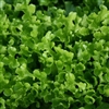 Lettuce Ashbrook (Gr Oak-1Cut)_disc