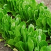 Lettuce Cranbourne (Green Cos)