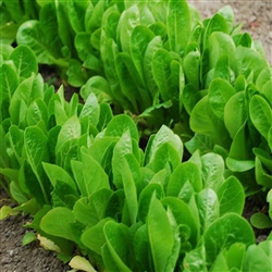 Lettuce Cranbourne (Green Cos)