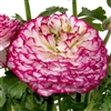 Ranunculus Mache Plus Violet Pic Pellets