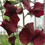 Sweet Pea Spring S'shine Burgundy