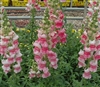 Antirrhinum Costa Appleblossom II