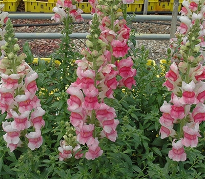 Antirrhinum Costa Appleblossom II