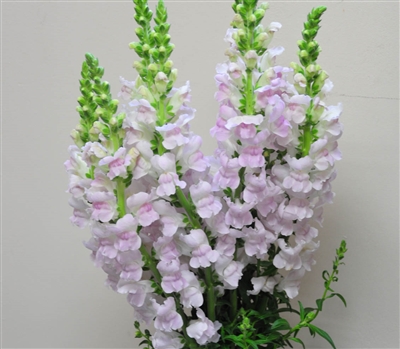 Antirrhinum Costa Lavender II