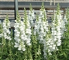 Antirrhinum Costa Early White II