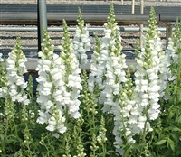 Antirrhinum Costa Early White II