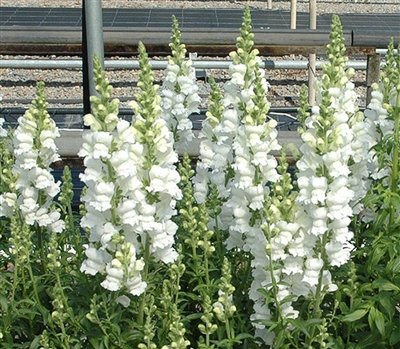 Antirrhinum Costa II Early White_disc