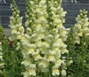 Antirrhinum Opus Lemon Lime III