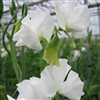 Sweet Pea Wint.S'shine White