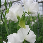 Sweet Pea Wint.S'shine White