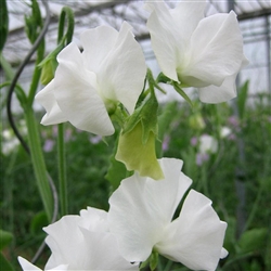 Sweet Pea Wint.S'shine White