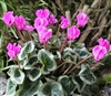 Cyclamen Outsider Lilac_disc