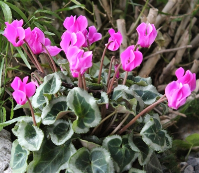 Cyclamen Outsider Lilac_disc