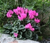 Cyclamen Outsider Pink_disc