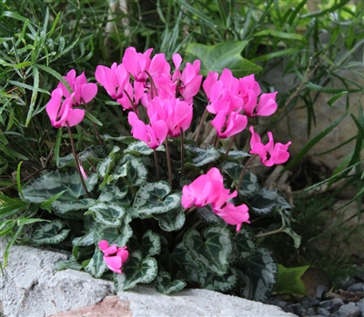 Cyclamen Outsider Pink_disc