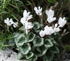 Cyclamen Outsider White_disc