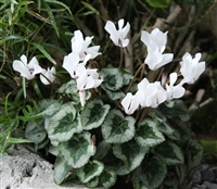 Cyclamen Outsider White_disc