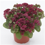 Sedum Surrender Red