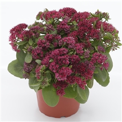 Sedum Surrender Red