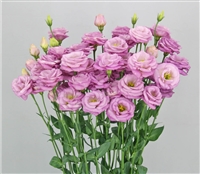 Lisianthus Arosa 1 Lilac Pellets