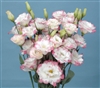 Lisianthus Helix Pink Pic Pellets_disc